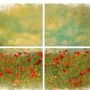 FIELDS OF FLOWERS Dixie Belle Furniture Art Transfer Belles & Whistles Poppies